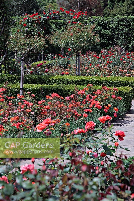 Rosa 'Queen Elizabeth' at the Queen Mother's Rose Garden at RHS Rosemoor