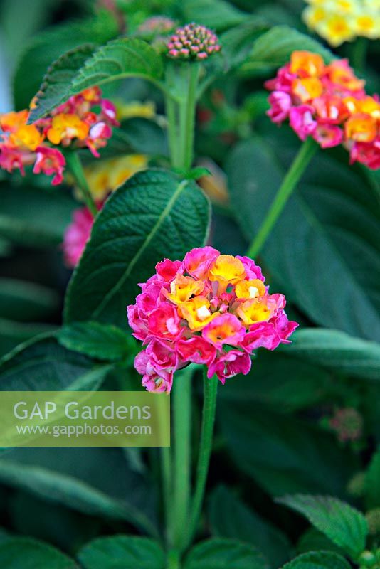 Lantana 'Sunrise Rose'