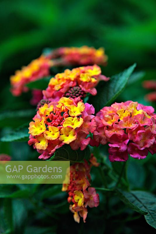 Lantana 'Sunrise Rose'