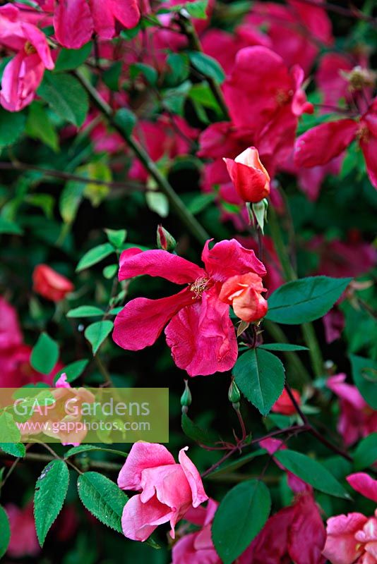 Rosa x odorata 'Mutabilis' AGM 