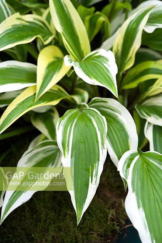 Hosta 'Proud Sentry'