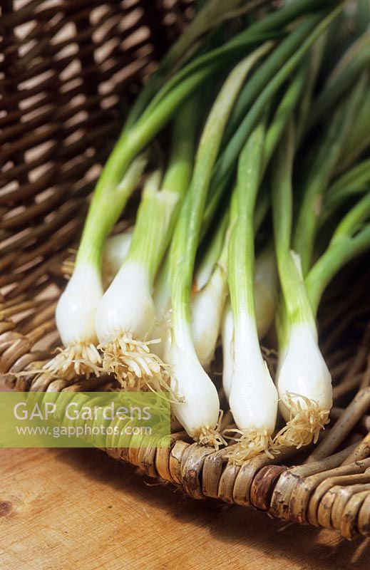 Spring onions 'White Lisbon'