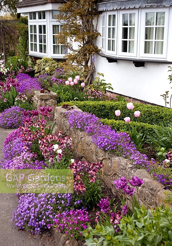 Tulips, Wallflowers and Aubretia under Bay Window in front garden - NGS, Grafton Cottage, Barton-under-Needwood,  Staffordshire 