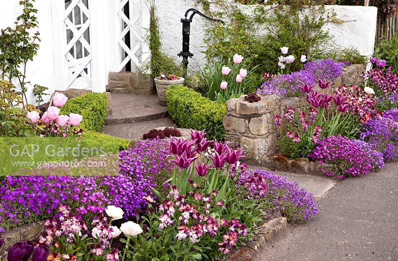 Tulips, Wallflowers and Aubretia with clipped box hedges in front garden - NGS, Grafton Cottage, Barton-under-Needwood,  Staffordshire