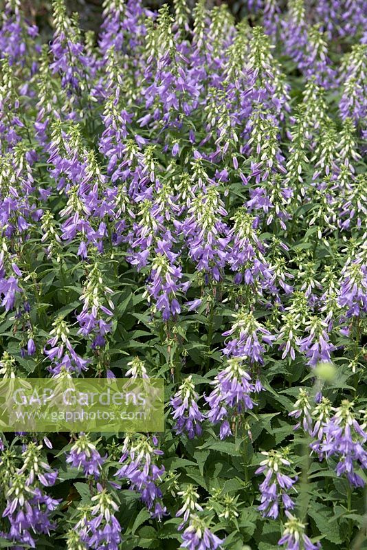 Adenophora polyantha - Ladybells