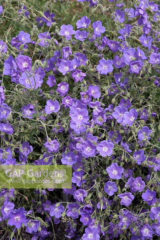 Geranium 'Orion'