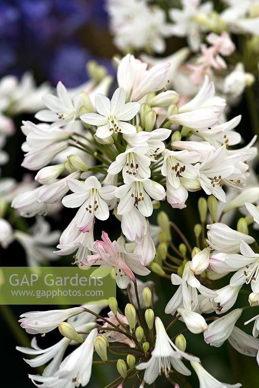 Agapanthus 'White Smile' - Africa Lily