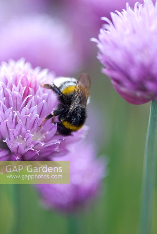 Allium shoenoprasum - Chives with bee