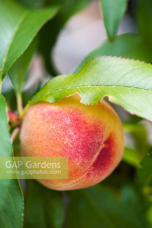 Prunus persica 'Garden Lady' 