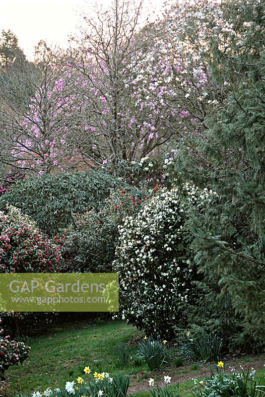 Magnolias, Camellia and Rhododenrons at Marwood Hill Gardens with a Rhododenron macabeanum hybrid 'Fortune' centre frame (creamy yellow flowers)