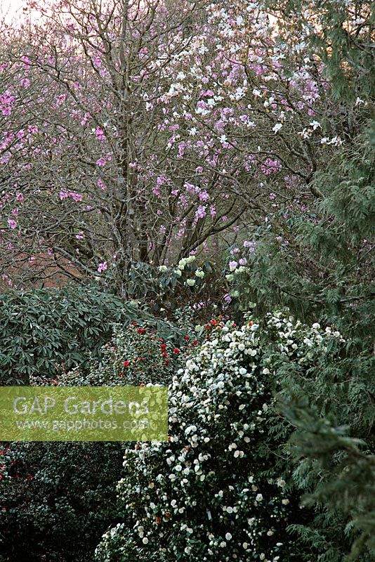 Magnolias, Camellia and Rhododenrons at Marwood Hill Gardens with Rhododenron macabeanum hybrid 'Fortune' centre frame (creamy yellow flowers)
 
