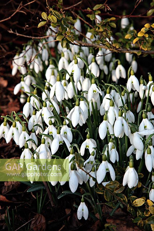 Galanthus 'Straffan' - Snowdrops at Little Cumbre, Exeter, February