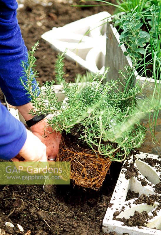 Herb Hexagon - Step 6. Plant a selection of your favourite herbs in the raised bed and in the gaps between the blocks