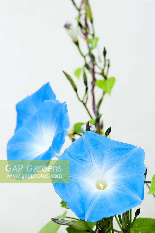 Ipomoea tricolor 'Heavenly Blue' climbing up wires against a white wall at RHS Harlow Carr