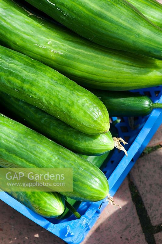 Cucumis sativus - Picked cucumbers