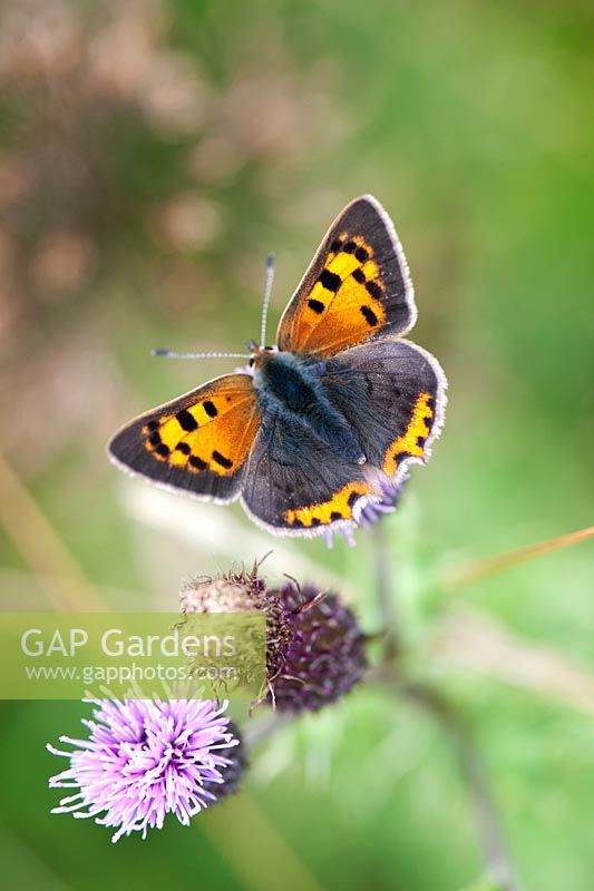 Lycaena phlaeas - Small copper butterfly