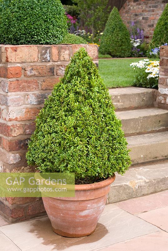 Conical Buxus - Box topiary in terracotta pot and adjacent brick wall. Steps leading to lawn. The Russell Watkinson Landscapes 'It's a Reflection of Life' garden - RHS Tatton Flower Show 2010