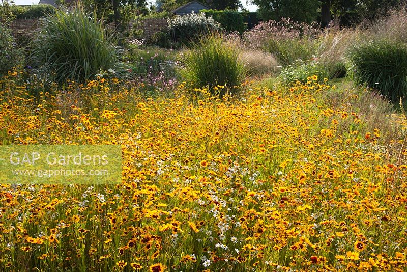 Summer meadow of Eschscholzia - Californian poppy, Rudbeckia hirta - Black Eyed Susan, Pyrethrum and Chamomile. The Oast House Sussex, July