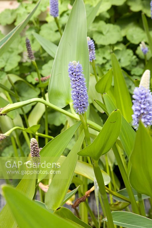 Pontederia cordata - Pickerel weed
