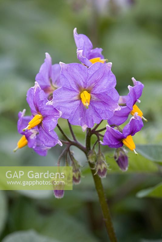 Solanum - Potato 'Blue Danube' 2nd early blight resistant variety in flower.