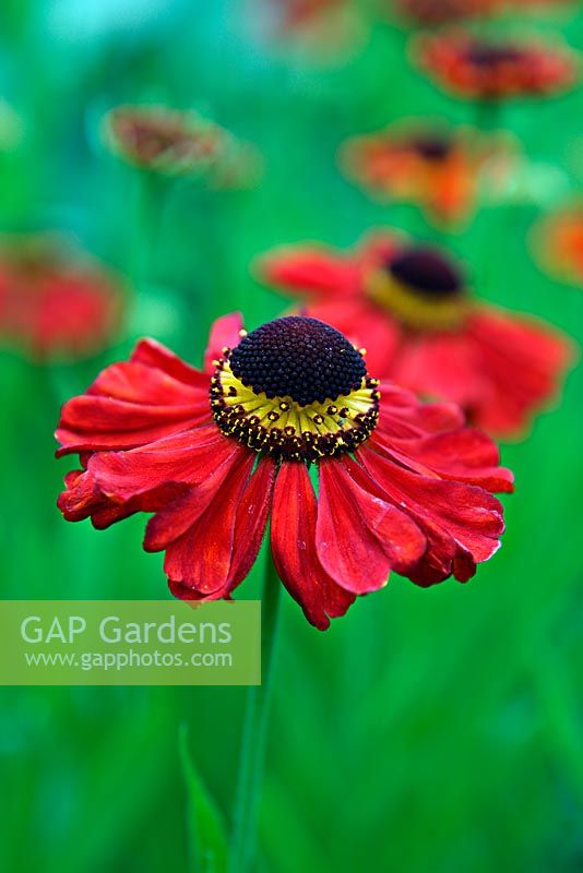 Helenium 'Red Army'