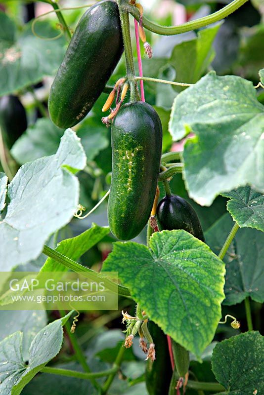 Cucumis sativus - Cucumber 'Cucino' F1 hybrid