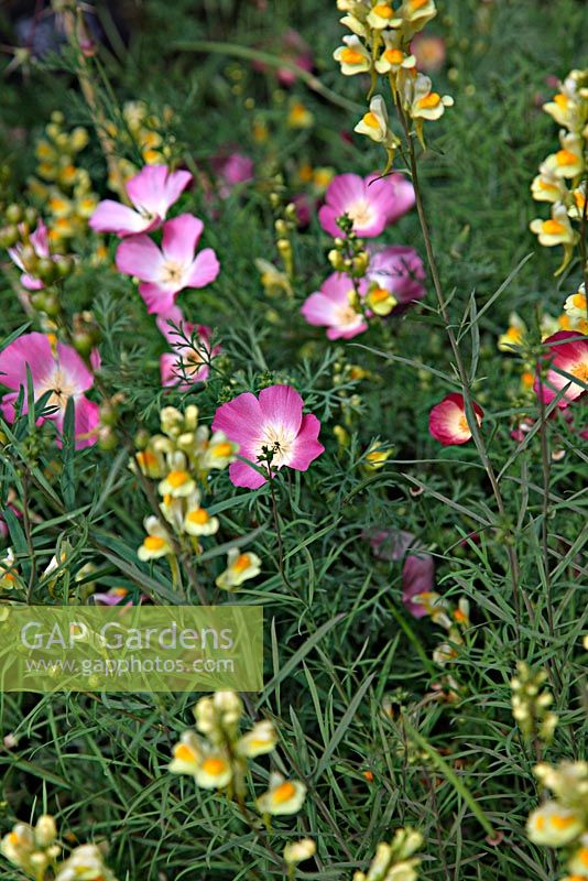 Eschscholzia californica 'Pink Shades' with Linaria vulgaris - Common Toadflax