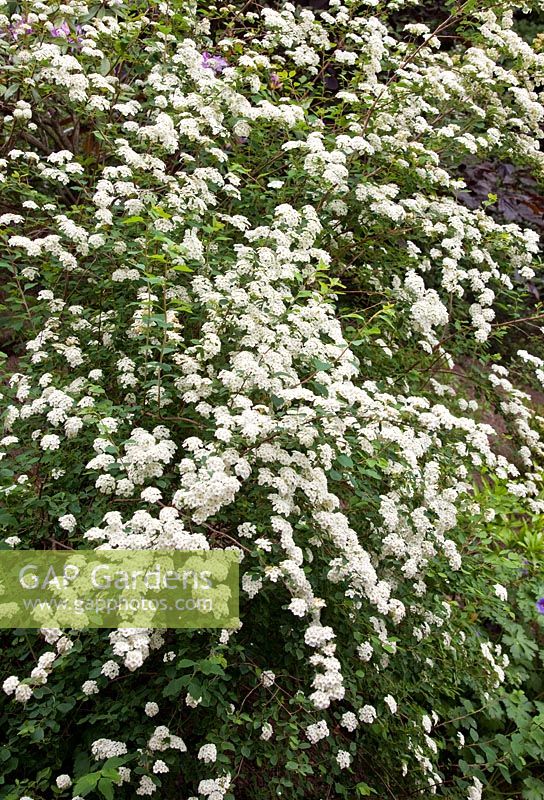Spiraea nipponica 'Snowmound' at Lilac Cottage NGS, Gentleshaw, Staffordshire