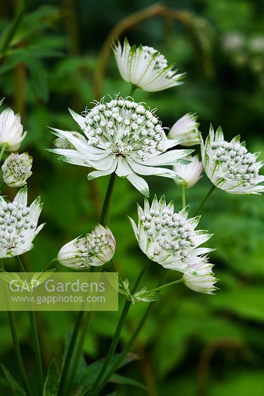 Astrantia major 'Shaggy'