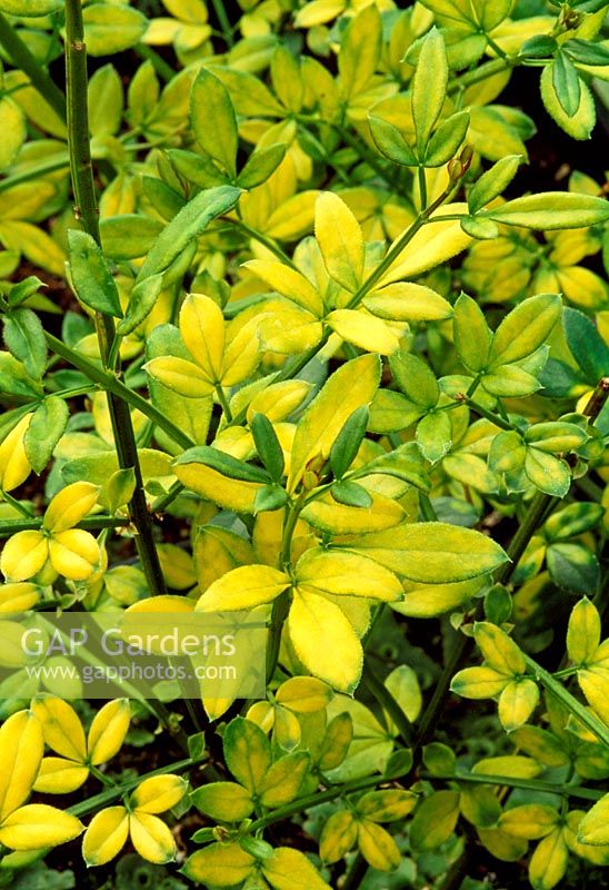 Jasminum nudiflorum 'Aurea' -  Jasmine