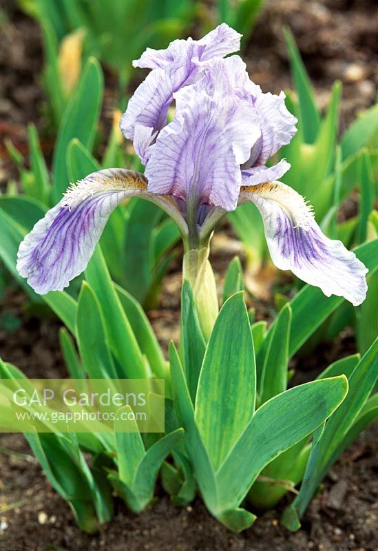 Iris pumila 'Blue Pet'