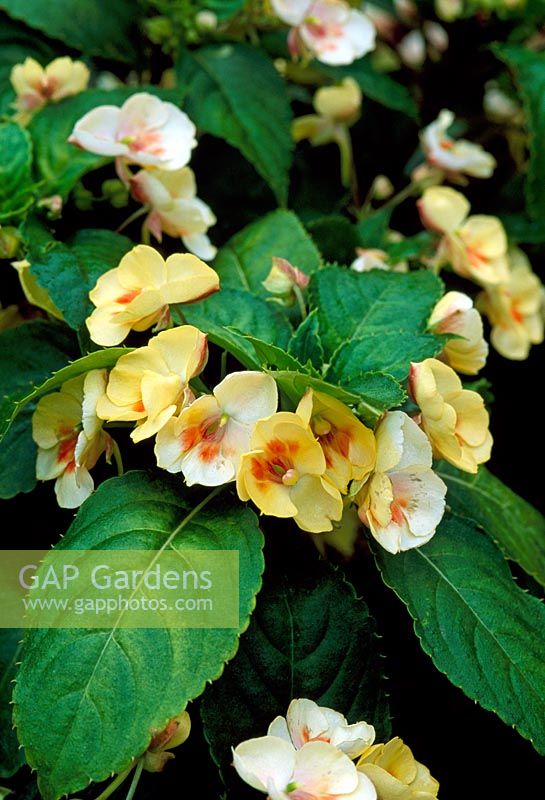 Impatiens 'Sunkissed Lemon'