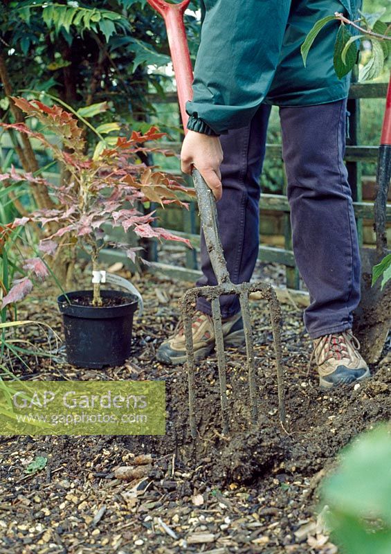 Planting Mahonia - Loosen the soil in the base and sides of the planting hole with a fork to allow roots to penetrate and water to drain. Spread a layer of old farmyard manure in the base and add bonemeal fertilizer