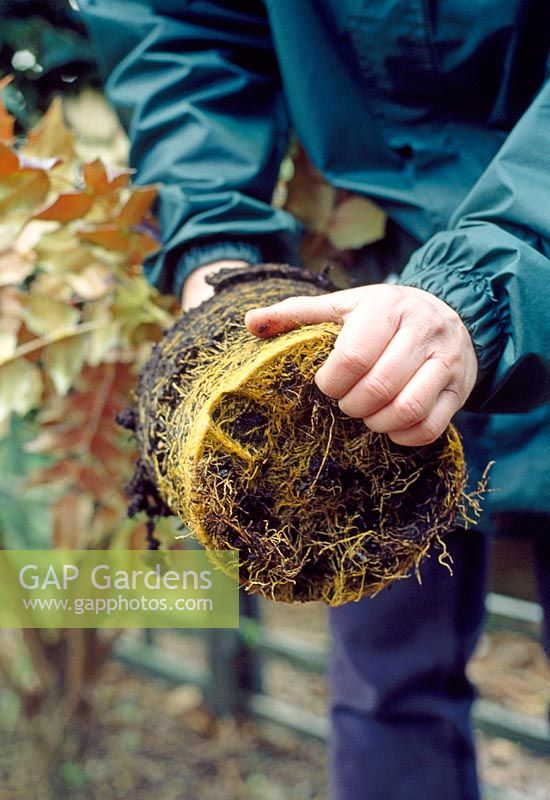 Planting Mahonia - Loosen the roots from pot bound plant