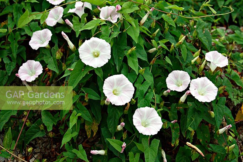 Calystegia sepium - Larger Bindweed