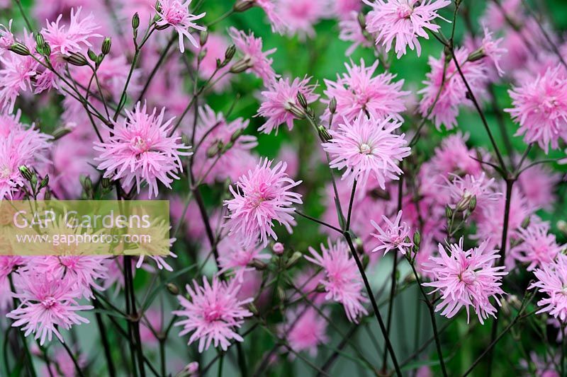 Lychnis flos-cuculi 'Jenny'