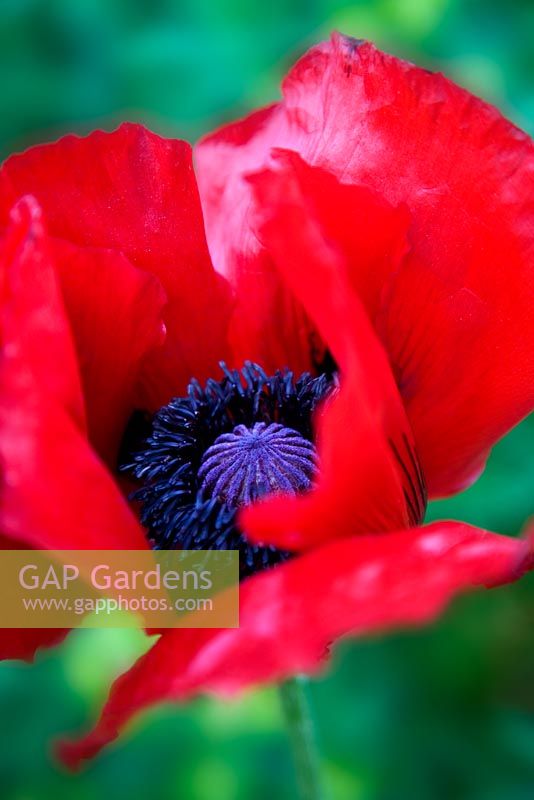 Papaver 'Beauty of Livermmere'