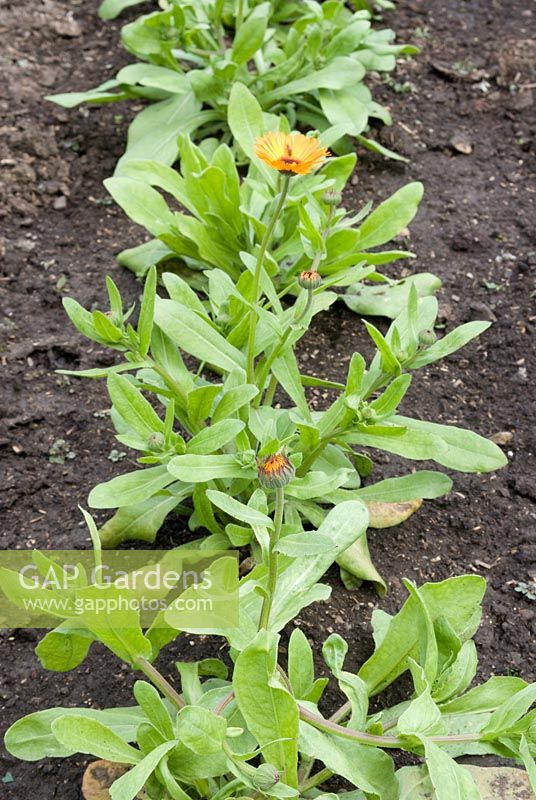 Calendula in a vegetable bed used as companion planting to deter pests