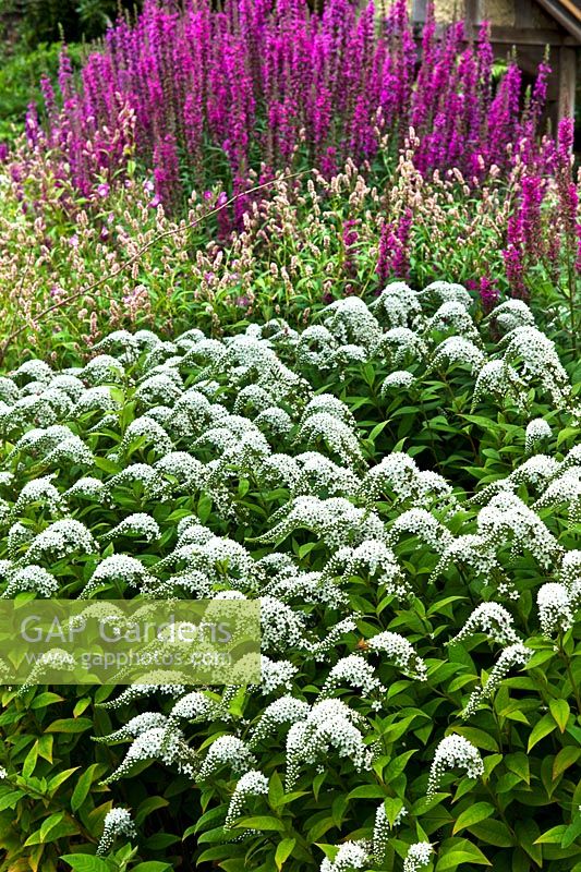 A layered border with Lysimachia clethroides, Polygonum macrophyllum and Lythrum salicaria 'Firecandle' in mixed border