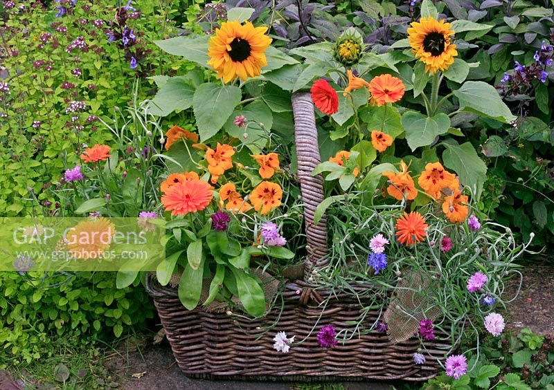 Hessian lined wicker shopping basket filled with traditional cottage garden style hardy annuals - Dwarf sunflowers, dwarf cornflowers, pot marigolds and nasturtiums
