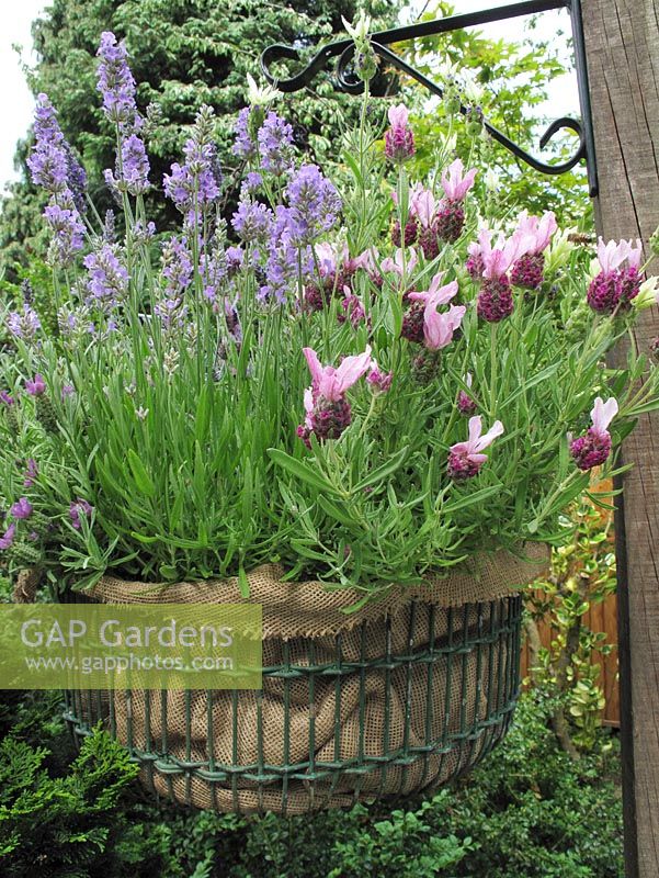 Hessian lined wire hanging basket with English and French lavenders - Lavandula stoechas 'Little Bee Rose', 'Tiara' and Lavandula angustifolia 'Little Lady'          