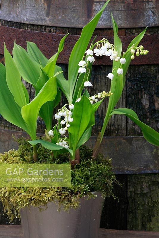 Convallaria majalis - Lily of the Valley, growing in a silver pot dressed with moss