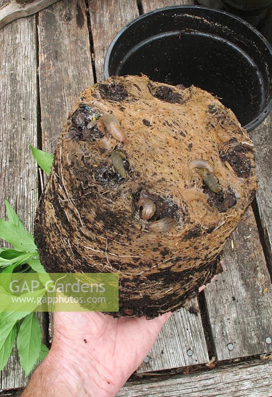 Slugs and woodlice using the hollows formed in the base of a rootball from a plastic pot to hide out during the day and emerge at night to feed                               