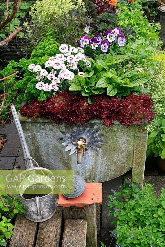 Mixed herbs, pinks and salads growing in an old galvanised water trough - Lettuces 'Lollo Rossa' with red veined sorrel, parsley, pansies, Buckler leaved sorrel, thyme and purple leaved mustard with Dianthus 'Coconut Sundae' 