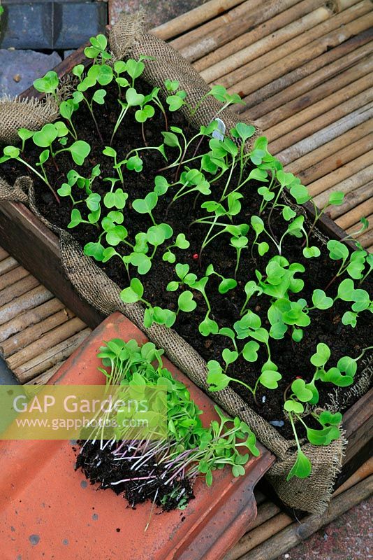 Thinning out seedlings of Radishes 'Rainbow Mixed' a week after sowing in an old wooden box lined with hessian