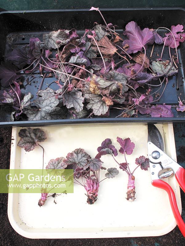 Preparing cuttings from a Heuchera plant whose roots have been eaten away by vine weevil grubs                               