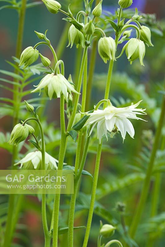 Aquilegia x hybrida 'Green Apples'