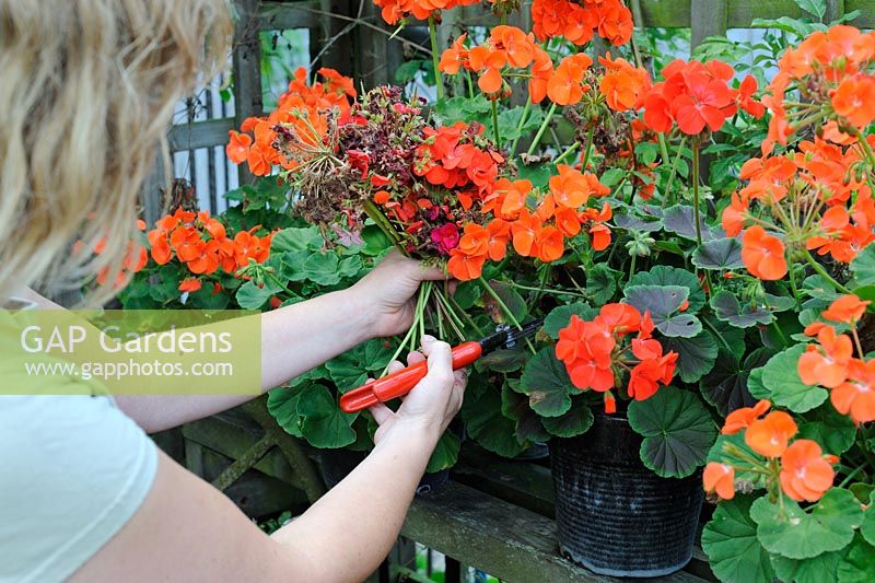 Female gardener deadheading Geraniums