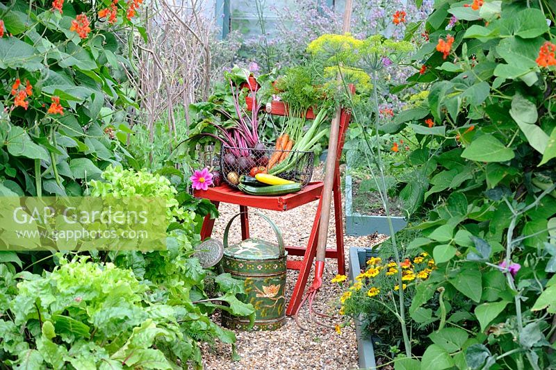 Summer vegetable harvest, view of small potager garden with wire trug on wooden chair containing Potatoes, Beetroot, carrots, courgettes, french beans, tomatoes and onions