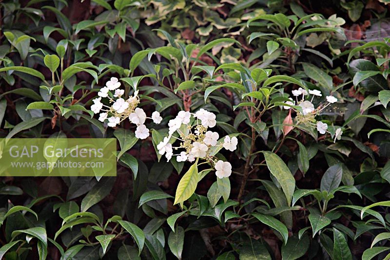 Hydrangea seemannii - evergreen climbing hydrangea